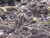 ヤマシギ 湿地でミミズを探し食べる