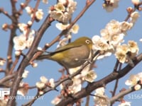 メジロ ウメの花の蜜を吸う