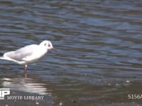 ユリカモメ 干潟で餌さがし