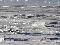 氷の上で遊ぶゴマフアザラシ 抜海の港