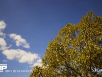 青空と雲と木　微速度撮影 大きな木と青空に流れる白い雲