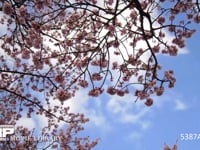 青空と雲と桜　移動微速度撮影　 満開の緋寒桜　電動ドリーでのモーションタイムラプス