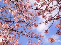 青空と雲と桜　移動微速度撮影 満開の緋寒桜　電動ドリーでのモーションタイムラプス