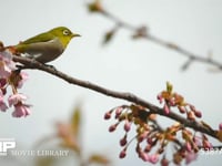 メジロ 河津桜の蜜を吸うメジロ