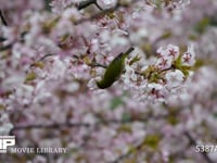 メジロ 河津桜の蜜を吸うメジロ