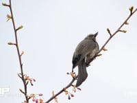 ヒヨドリ 桜の枝にとまったヒヨドリと鳴き声