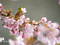 メジロ 河津桜の蜜を吸うメジロ
