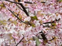 メジロ 河津桜の蜜を吸うメジロ