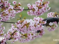 ヒヨドリ 河津桜の蜜を吸うヒヨドリ