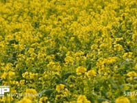 菜の花畑 一面の菜の花畑　満開