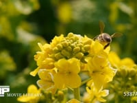 菜の花とミツバチ 菜の花の蜜を集めるミツバチ　
