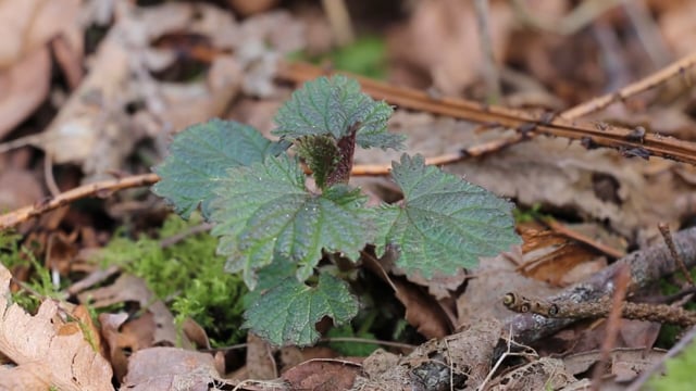 How Nettle Saved the People: Roger Fernandes (Lower Elwha) Video