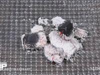炭の燃焼 スライドショー