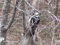 アカゲラ 木をつつく