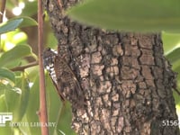 アブラゼミ カキの木で鳴く