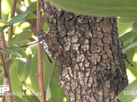 アブラゼミ カキの木で鳴く