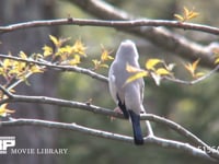 イカル 枝にとまり鳴く