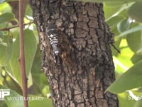 アブラゼミ カキの木で鳴く
