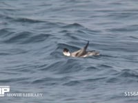 ウミスズメ 海面を泳ぎ、潜る