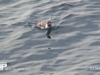 ウミスズメ 海中の小魚を追って潜る