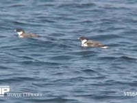 ウミスズメ 海中の小魚を探す