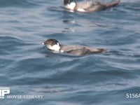 ウミスズメ 海面を泳ぎ、潜る