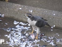 オオタカ ドバトを捕え食べる