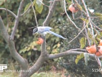 オナガ 幼鳥、カキの実を食べる