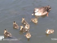 カルガモ 投げ与えられたパンを食べる