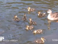 カルガモ 投げ与えられたパンを食べる