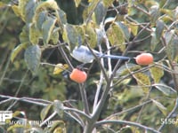 オナガ カキの実を食べる、別個体に奪われる