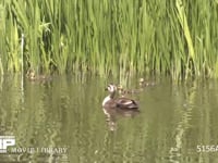 カルガモ 池を泳ぐ