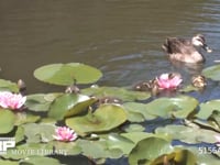 カルガモ スイレン池を泳ぐ