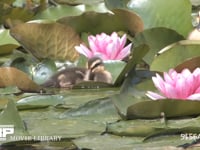 カルガモ スイレンの葉で休む