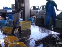 銚子漁港 水揚げ