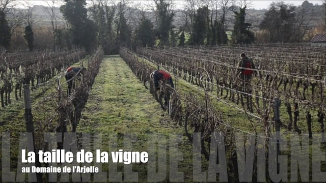 La taille au Domaine de l'Arjolle