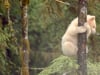 Facebook: Only 400 Spirit Bears Remain