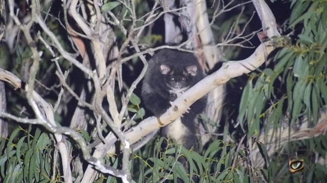 Greater Glider (Petauroides volans, Pseydocheiridae - Ring-tailed Possums and Greater Glider) Blue Mtn's, NSW, Australia