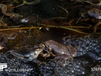 産卵に集まってきたエゾアカガエル 