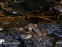 産卵に集まってきたエゾアカガエル 