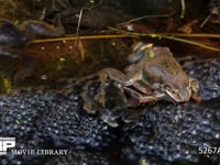 産卵に集まってきたエゾアカガエル 