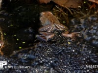 産卵に集まってきたエゾアカガエル 産卵直後、精子を混ぜている