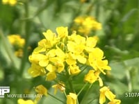 ミツバチ 菜の花を訪れる