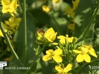 ミツバチ 菜の花を訪れる