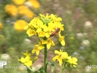 ミツバチ 菜の花を訪れる