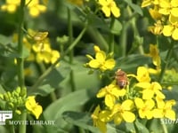 ミツバチ 菜の花を訪れる