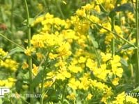 ミツバチ 菜の花を訪れる