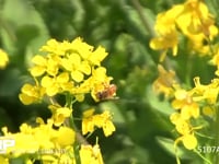 ミツバチ 菜の花を訪れる