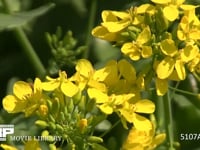 ミツバチ 菜の花を訪れる