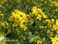 ミツバチ 菜の花を訪れる